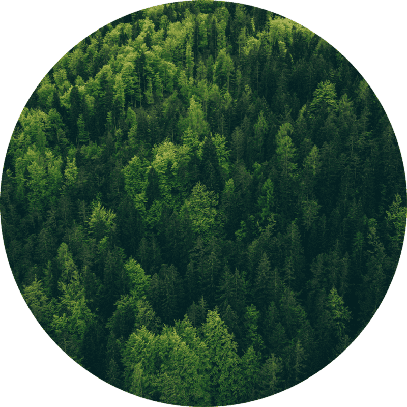 skov-cirkel